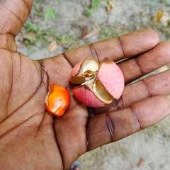 Aphanamixis polystachya