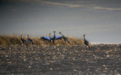 Balearica regulorum regulorum