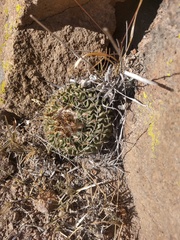 Echinofossulocactus pentacanthus