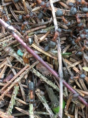 Formica rufa