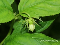 Cyclocodon lancifolius