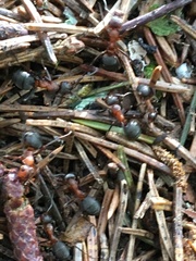 Formica rufa