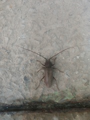 Enaphalodes hispicornis