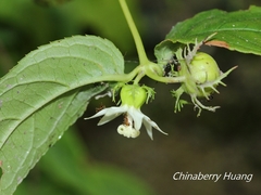 Cyclocodon lancifolius