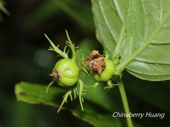 Cyclocodon lancifolius