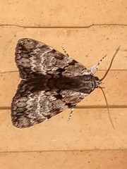 Catocala andromedae