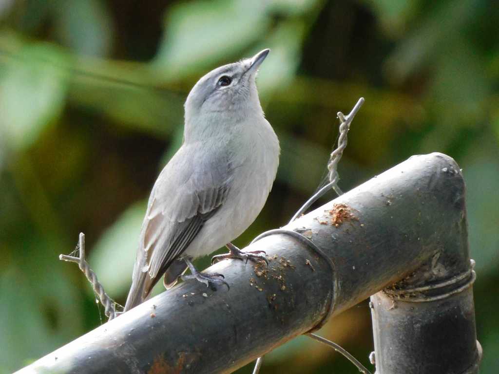 Forest-Flycatchers, Tit-Flycatchers, and Allies