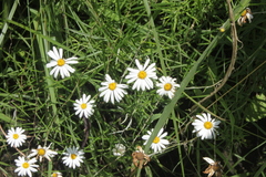 Athrixia angustissima