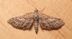 Eupithecia scopariata
