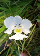 Papilionanthe