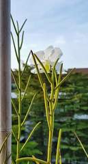 Papilionanthe