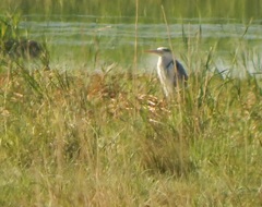 Ardea cinerea