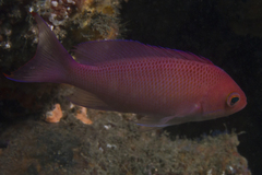 Pseudanthias rubrizonatus