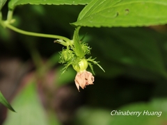 Cyclocodon lancifolius