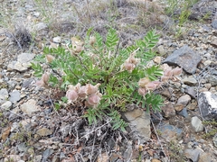 Oxytropis mixotriche
