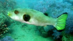 Arothron immaculatus
