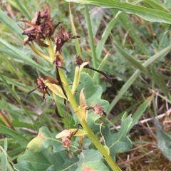 Platanthera chlorantha