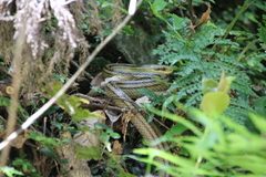 Elaphe quadrivirgata