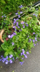 Achetaria azurea