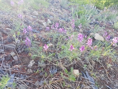 Astragalus versicolor