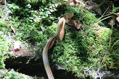 Elaphe quadrivirgata