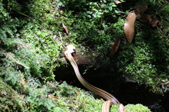 Elaphe quadrivirgata