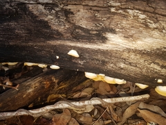 Crepidotus nephrodes