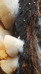 Crepidotus nephrodes