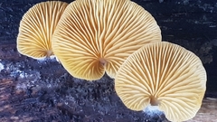 Crepidotus nephrodes