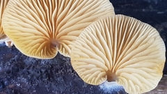 Crepidotus nephrodes