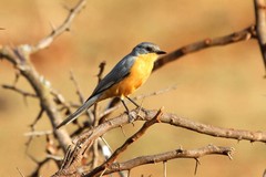 Melaenornis semipartitus