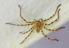 Eusparassus walckenaeri