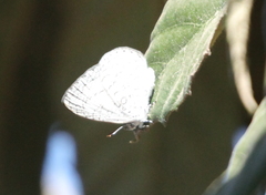 Spalgis lemolea lemolea