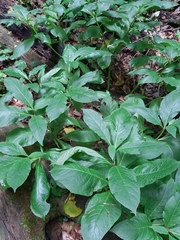 Scopolia carniolica