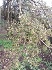 Plagianthus regius