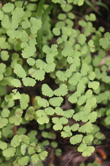Adiantum poiretii