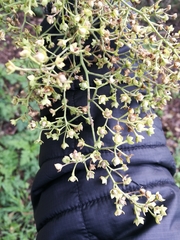 Plagianthus regius