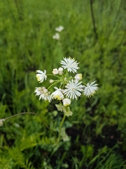 Thalictrum petaloideum