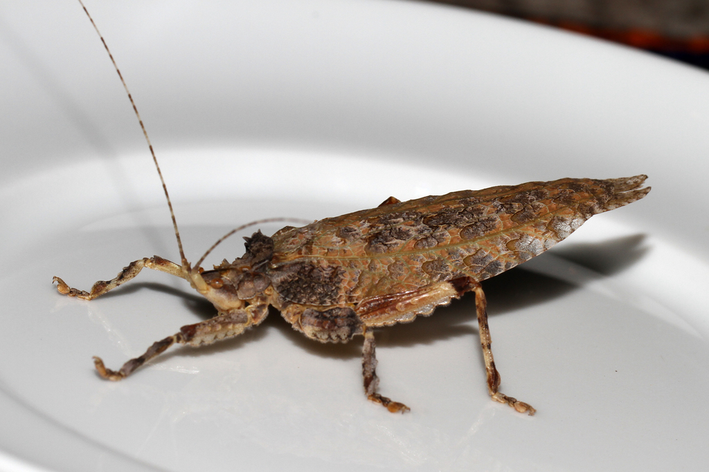 Cymatomera viridimaculata