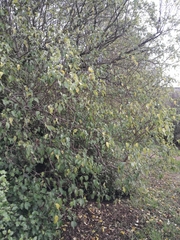 Plagianthus regius