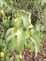 Plagianthus regius