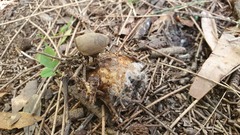 Geastrum tenuipes