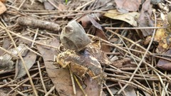 Geastrum tenuipes