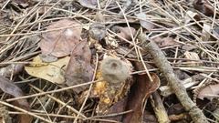 Geastrum tenuipes
