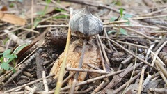 Geastrum tenuipes