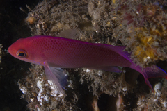 Pseudanthias rubrizonatus