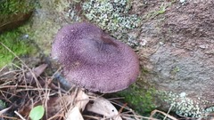 Cortinarius kioloensis