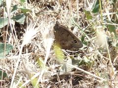 Cercyonis pegala boopis