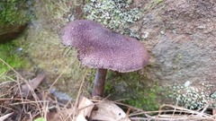 Cortinarius kioloensis