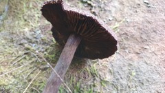 Cortinarius kioloensis